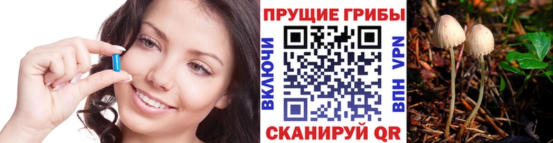 где купить наркотик  Волхов  Псилоцибиновые грибы Magic Shrooms 