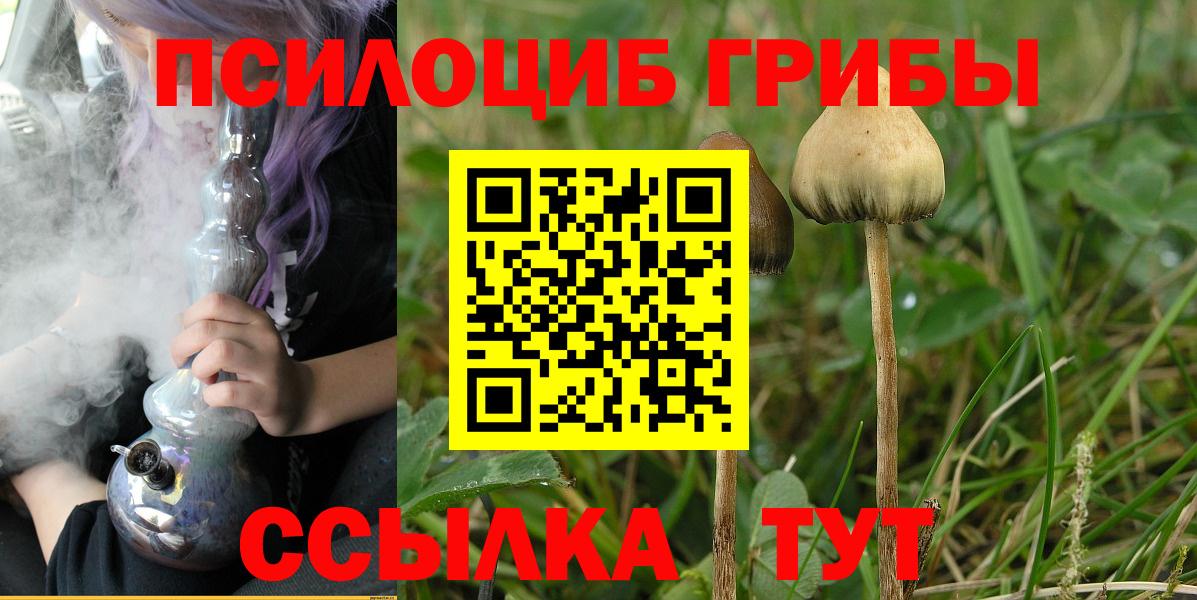 Псилоцибиновые грибы Psilocybe Волхов